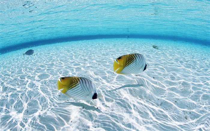 Malediven, tropische Clownfische , Flachwasserbereiche , Meer Hintergrundbilder Bilder