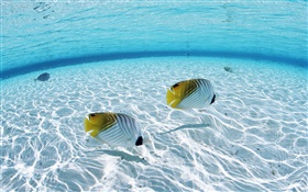 Malediven, tropische Clownfische , Flachwasserbereiche , Meer HD Hintergrundbilder