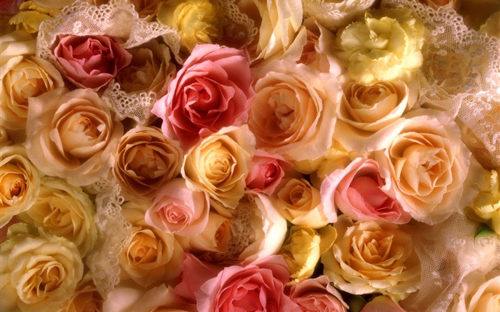 Viele Rosenblüten , gelb und rosa Hintergrundbilder Bilder