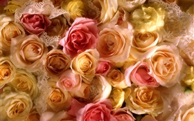 Viele Rosenblüten , gelb und rosa