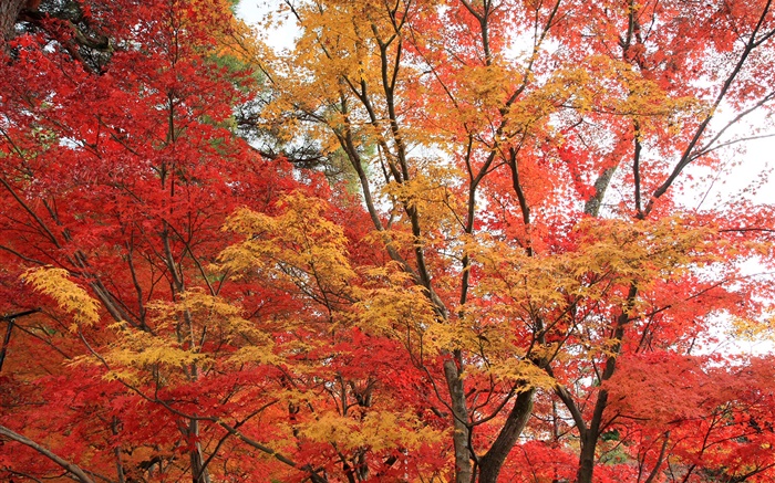 Maple Wald, Bäume, rote Farbe Blätter, Herbst Hintergrundbilder Bilder