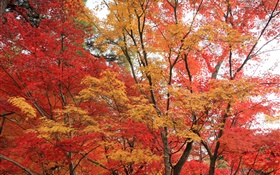 Maple Wald, Bäume, rote Farbe Blätter, Herbst HD Hintergrundbilder