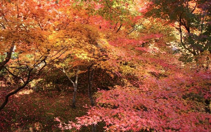 Maple Wald, Bäume, rote Blätter, Herbst Hintergrundbilder Bilder