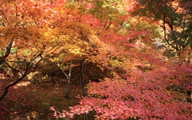 Maple Wald, Bäume, rote Blätter, Herbst HD Hintergrundbilder