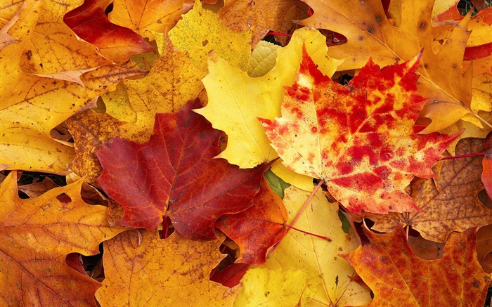 Ahornblätter , rot und gelb, Herbst Hintergrundbilder Bilder
