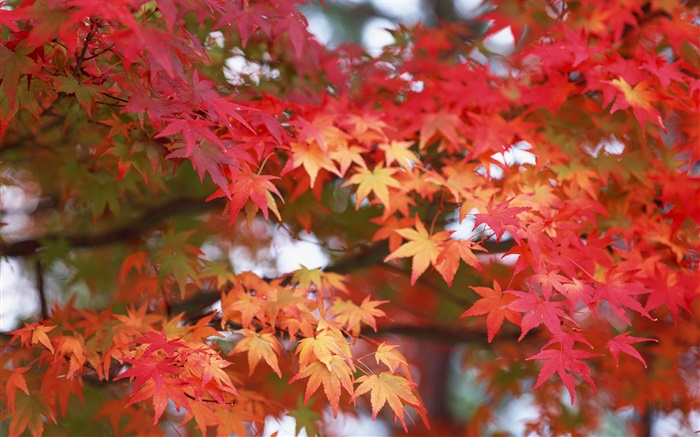 Ahornblätter , rote Farbe, Herbst Hintergrundbilder Bilder