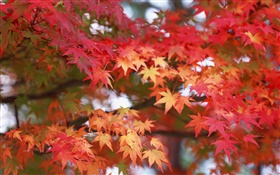 Ahornblätter , rote Farbe, Herbst