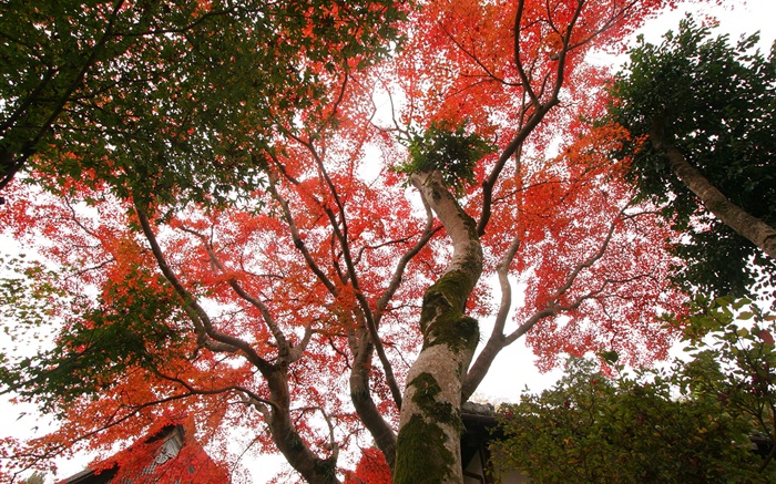 Ahornbaum  sehen, rote Blätter, Herbst, Haus Hintergrundbilder Bilder
