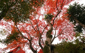 Ahornbaum  sehen, rote Blätter, Herbst, Haus HD Hintergrundbilder