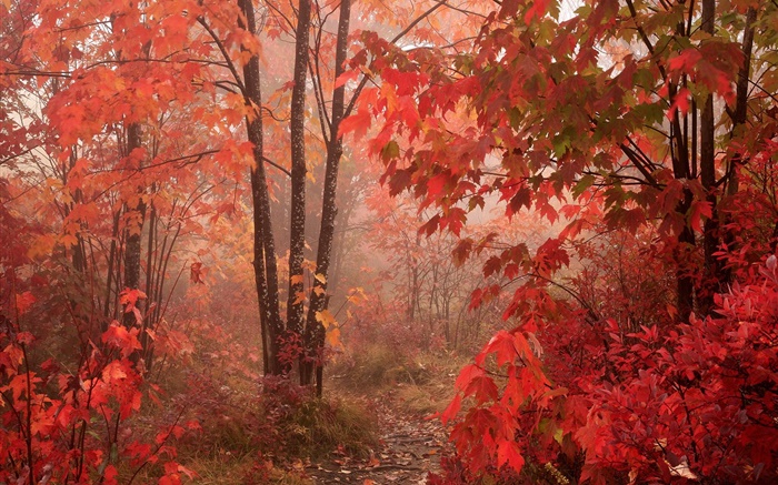 Ahornbäume , Wald, rote Blätter, Herbst Hintergrundbilder Bilder