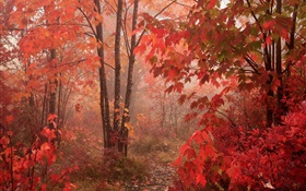 Ahornbäume , Wald, rote Blätter, Herbst
