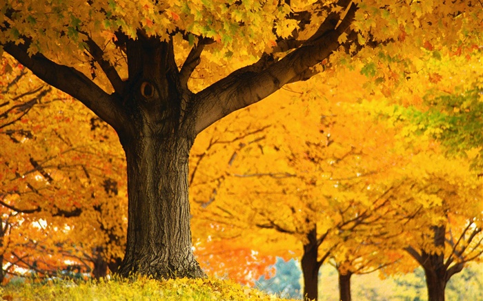 Ahornbäume , gelbe Blätter, Boden, Herbst Hintergrundbilder Bilder