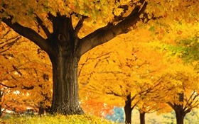 Ahornbäume , gelbe Blätter, Boden, Herbst HD Hintergrundbilder