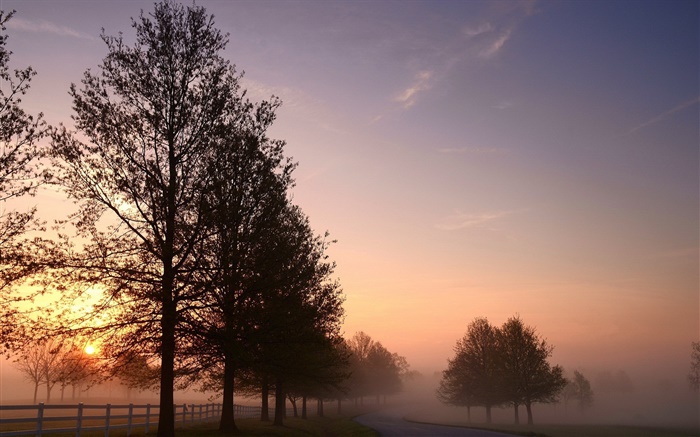 Morgen, Nebel, Bäume, Straße, Sonnenaufgang Hintergrundbilder Bilder