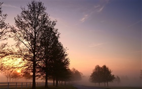 Morgen, Nebel, Bäume, Straße, Sonnenaufgang HD Hintergrundbilder