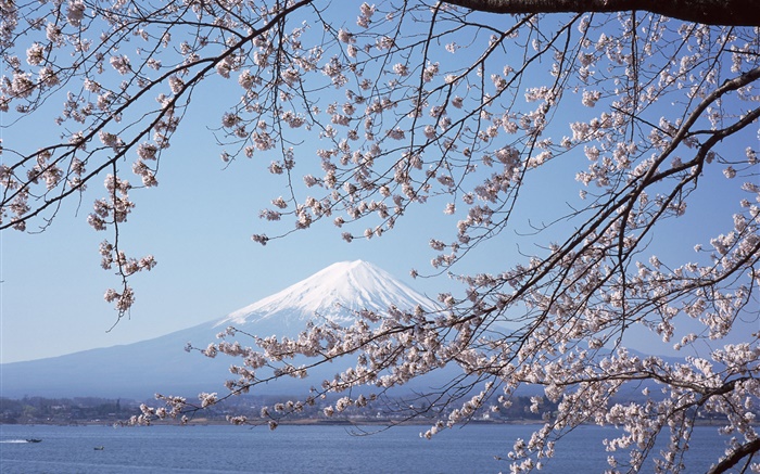 Mount Fuji, Japan, Kirsche Blumen, Meer, Boot Hintergrundbilder Bilder