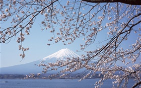 Mount Fuji, Japan, Kirsche Blumen, Meer, Boot HD Hintergrundbilder