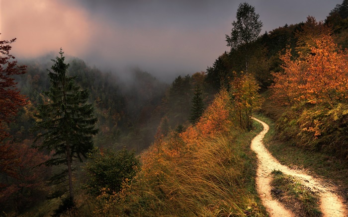 Berg, Nebel, Bäume, Weg, Herbst Hintergrundbilder Bilder