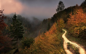 Berg, Nebel, Bäume, Weg, Herbst