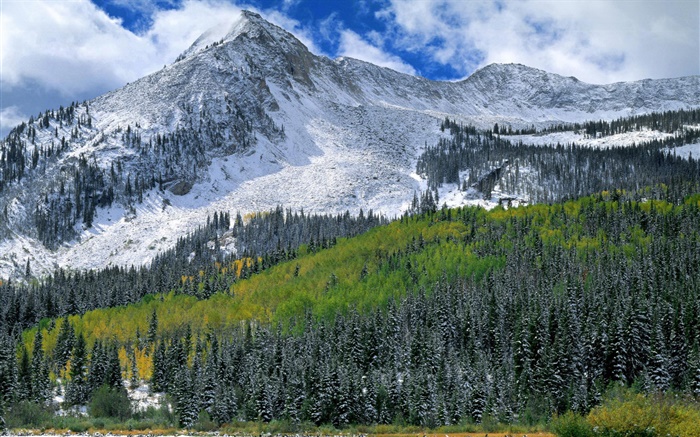 Berge, Schnee, Wald, Bäume Hintergrundbilder Bilder