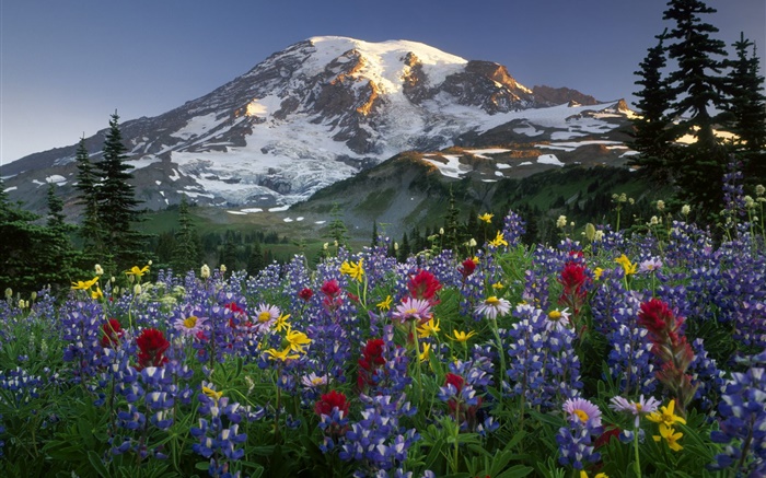 Berge, Wildblumen Hintergrundbilder Bilder