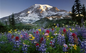 Berge, Wildblumen HD Hintergrundbilder