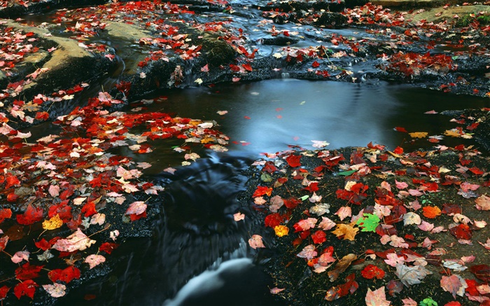 Natur Landschaft, rote Blätter, Bach, Herbst Hintergrundbilder Bilder