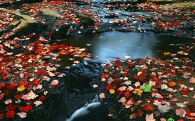 Natur Landschaft, rote Blätter, Bach, Herbst HD Hintergrundbilder
