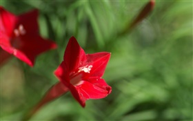 Eine rote Blume close-up, grünen Hintergrund