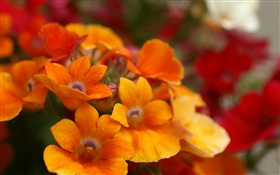 Orangenblütenblätter close-up HD Hintergrundbilder