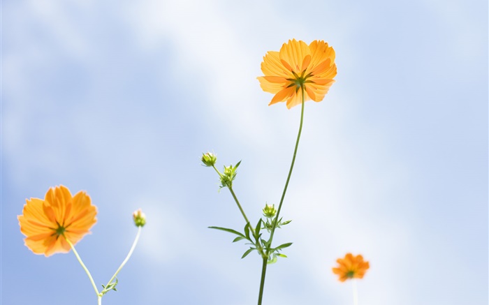 Orange Blumen, Sommer, blauer Himmel Hintergrundbilder Bilder