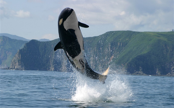 Orca Springen, Meer, Wasser spritzen Hintergrundbilder Bilder