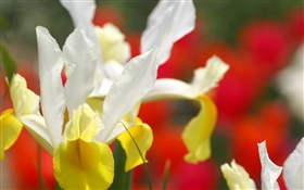 Orchid Blume close-up, weiß gelben Blüten HD Hintergrundbilder