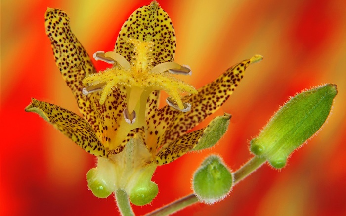 Orchid Blütenblätter  close-up Hintergrundbilder Bilder