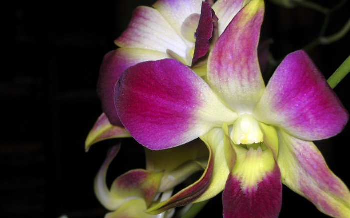Orchid Makro, rosa Blüten Hintergrundbilder Bilder