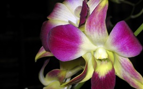 Orchid Makro, rosa Blüten HD Hintergrundbilder