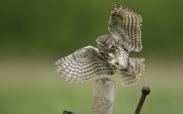Owl Landung, Flügel, Stumpf Hintergrundbilder Bilder
