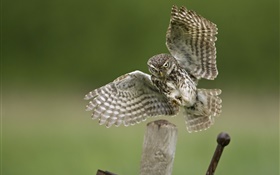 Owl Landung, Flügel, Stumpf HD Hintergrundbilder