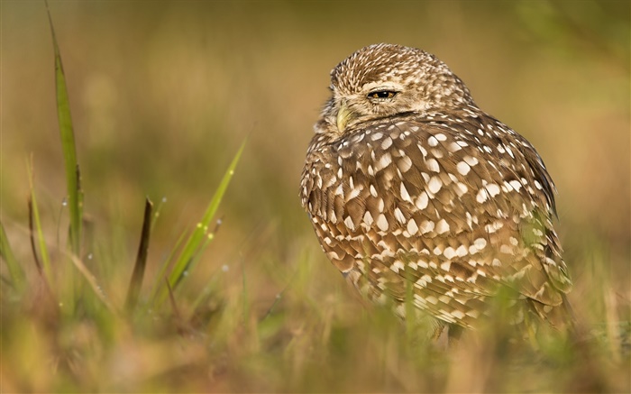 Owl schlafen, Vogel, Gras Hintergrundbilder Bilder