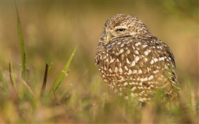 Owl schlafen, Vogel, Gras HD Hintergrundbilder
