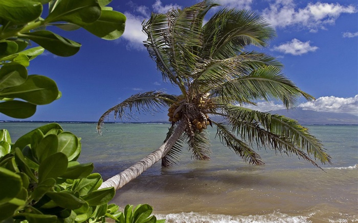 Palme, Meer, Wasser, Hawaii, USA Hintergrundbilder Bilder