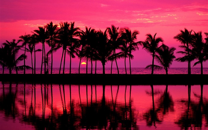 Palmen, Skizze, roten Himmel, Sonnenuntergang, Meer Hintergrundbilder Bilder