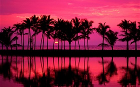 Palmen, Skizze, roten Himmel, Sonnenuntergang, Meer HD Hintergrundbilder