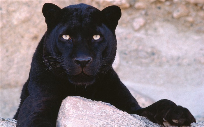 Panther Alarm Hintergrundbilder Bilder