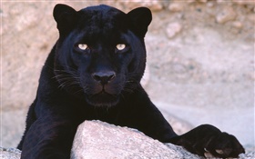 Panther Alarm HD Hintergrundbilder