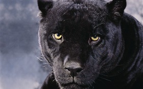 Panther Gesicht HD Hintergrundbilder