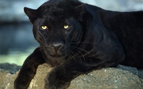 Panther, gelbe Augen HD Hintergrundbilder