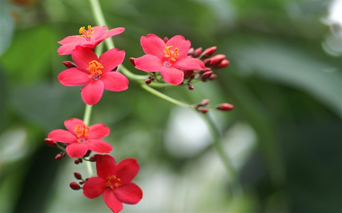 Park Blumen close-up, roten Blütenblätter Hintergrundbilder Bilder