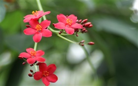 Park Blumen close-up, roten Blütenblätter HD Hintergrundbilder