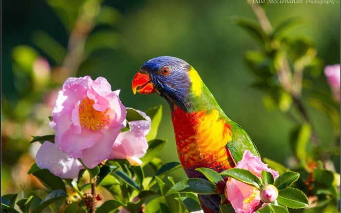 Papagei, Vogel, rosa Blume, Zweige Hintergrundbilder Bilder